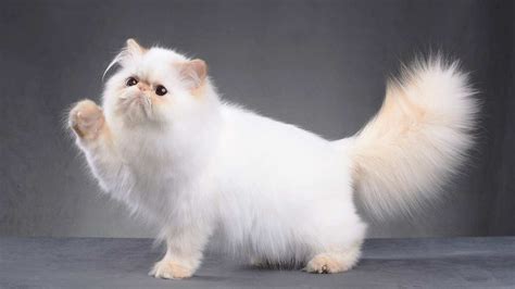 Kucing Persia Iran