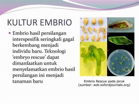 Kultur Embrio