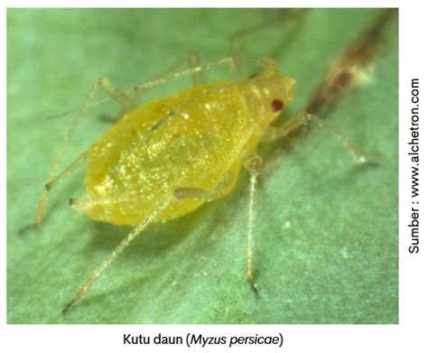 Kutu Daun pada Cabe