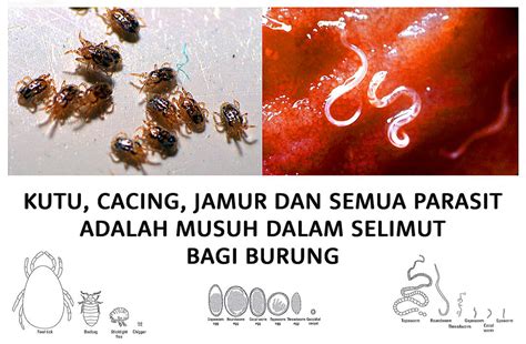 Kutu Pada Burung