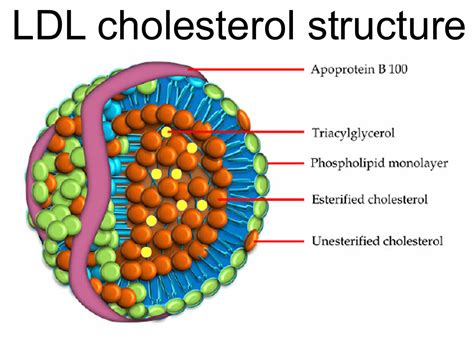 LDL Cholesterol