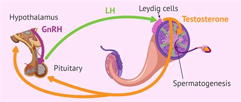 LH (Luteinizing Hormone)