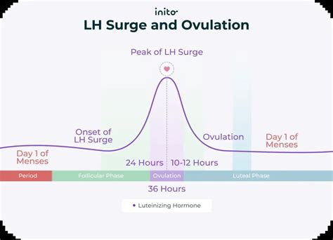 LH surge ovulation