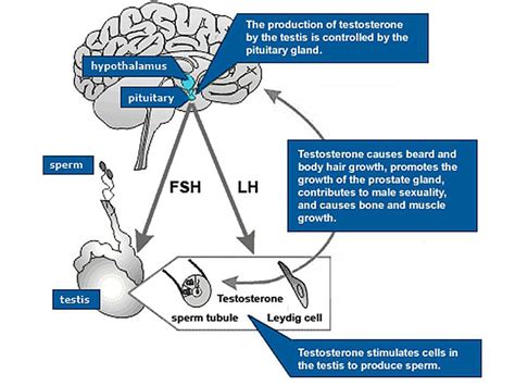 LH testosterone production