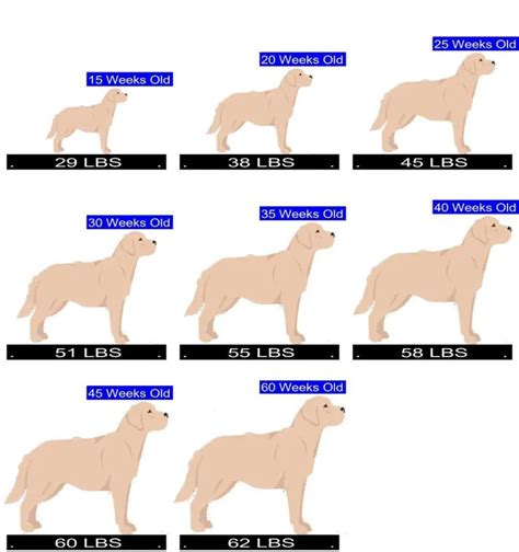 Lab Retriever Size Chart