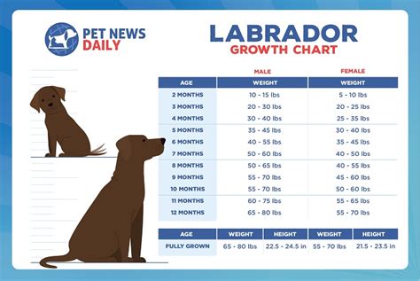 Lab Size Chart