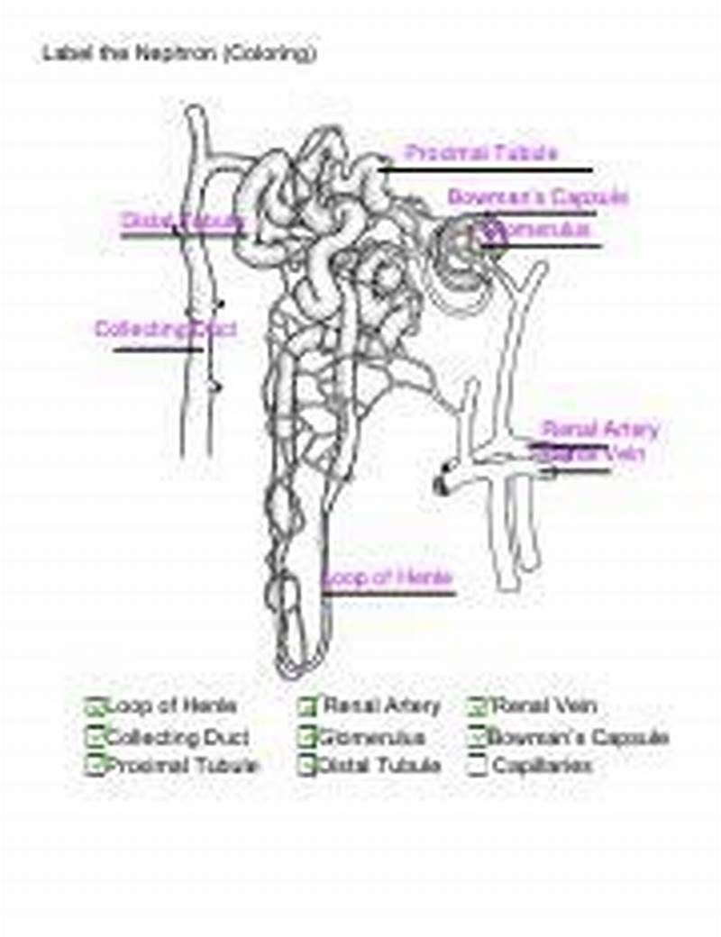 Label The Nephron Coloring Answer Key