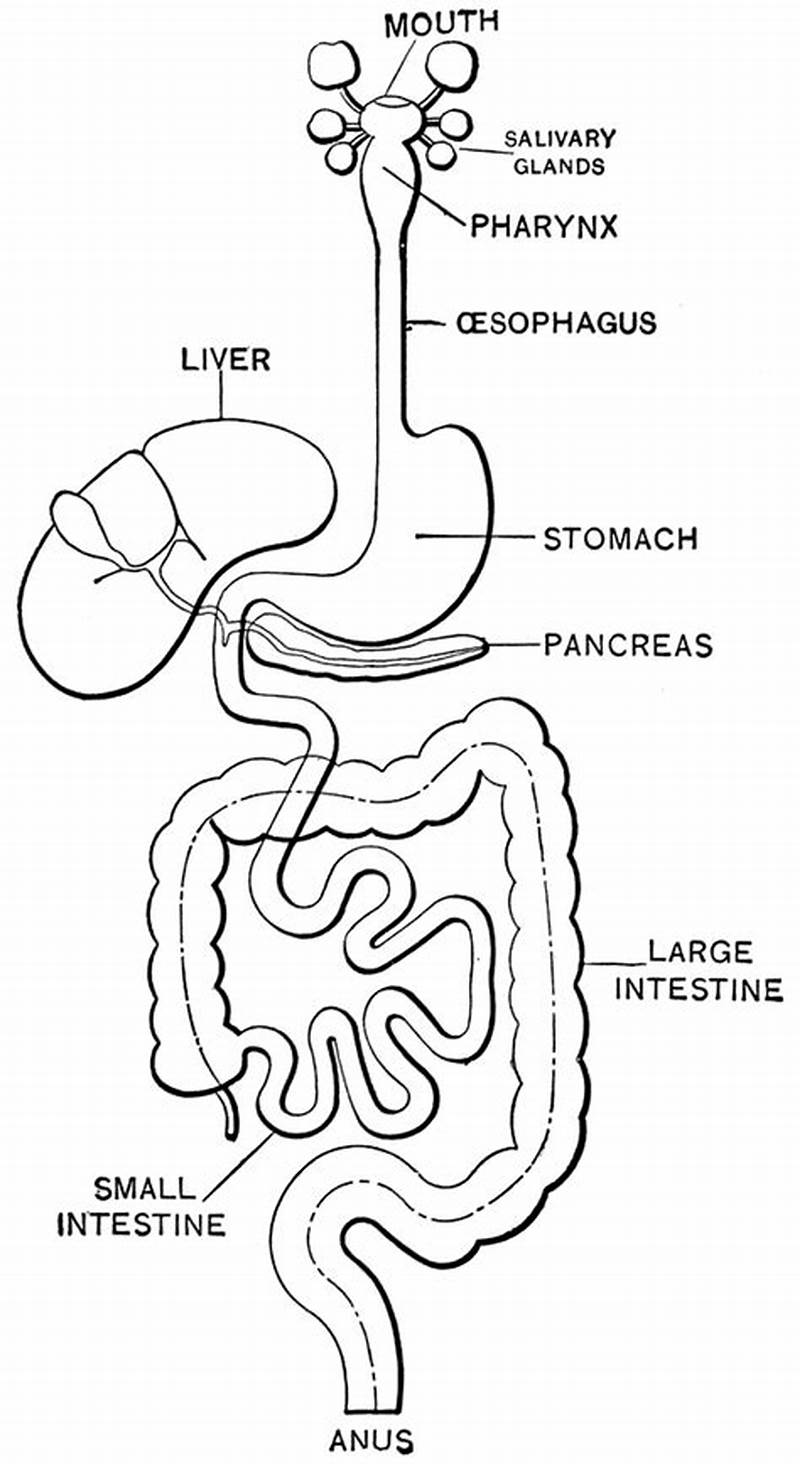 Labeled Digestive System Coloring