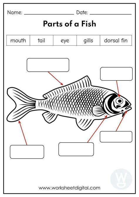 Labeling Fish Pictures In A Report