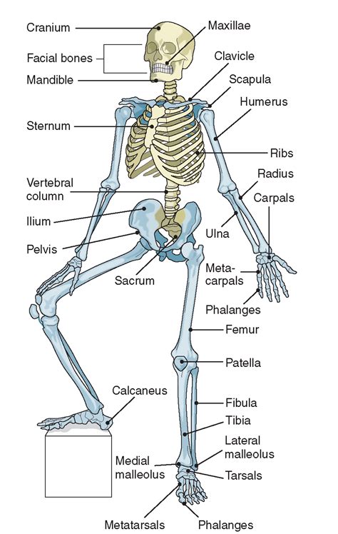Diagram Skeleton