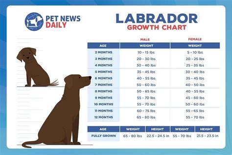 Labrador Age Weight Chart