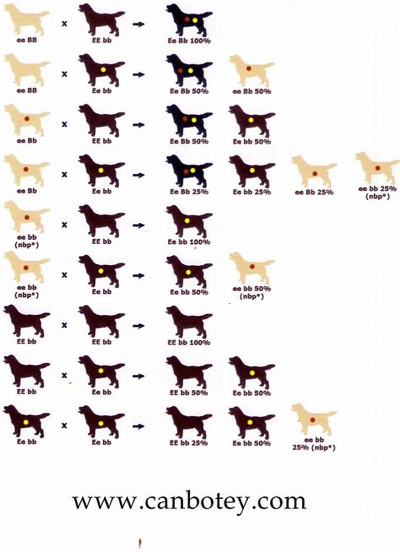 Labrador Breeding Color Chart