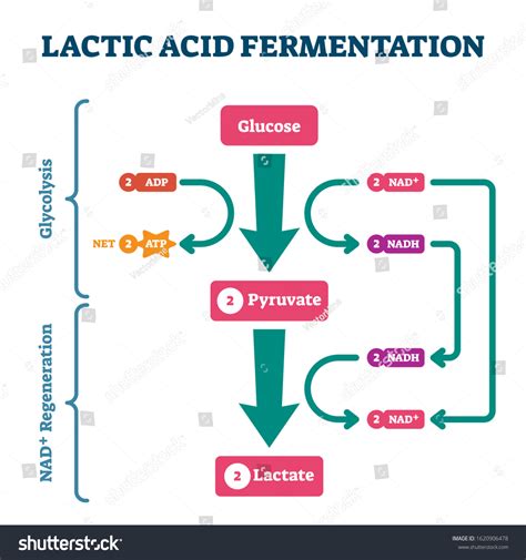 Proses Fermentasi Asam Laktat