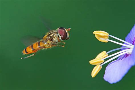 Lalat Bunga
