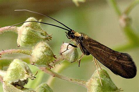 Lalat Kadis