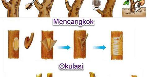 Langkah Okulasi