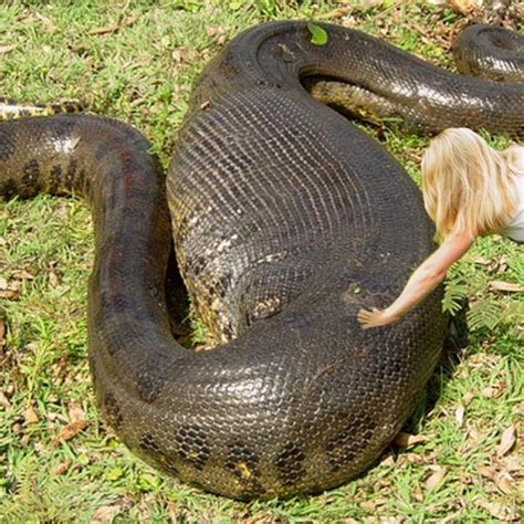 Anaconda Snake