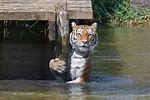 Largest Tiger