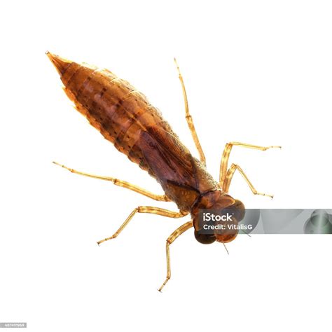 Larva Capung