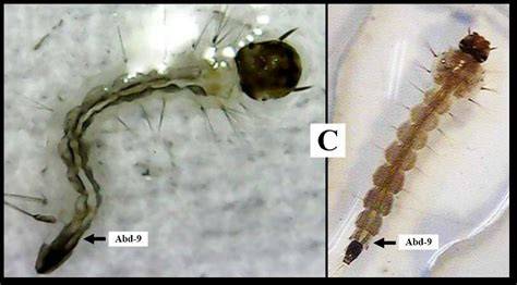 Larva Nyamuk