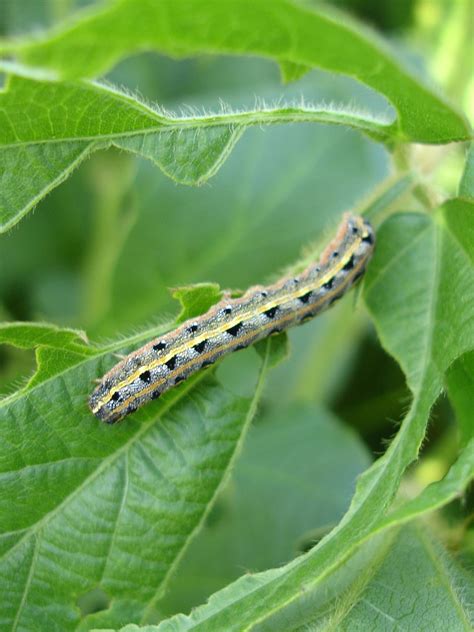 Larva Ulat