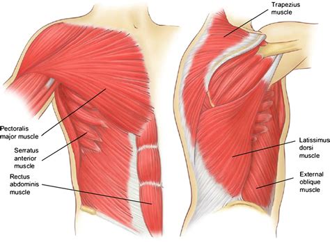 Lateral Chest