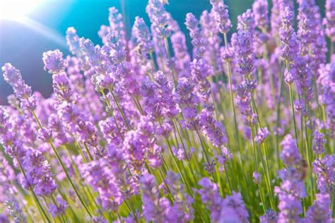 Lavender
