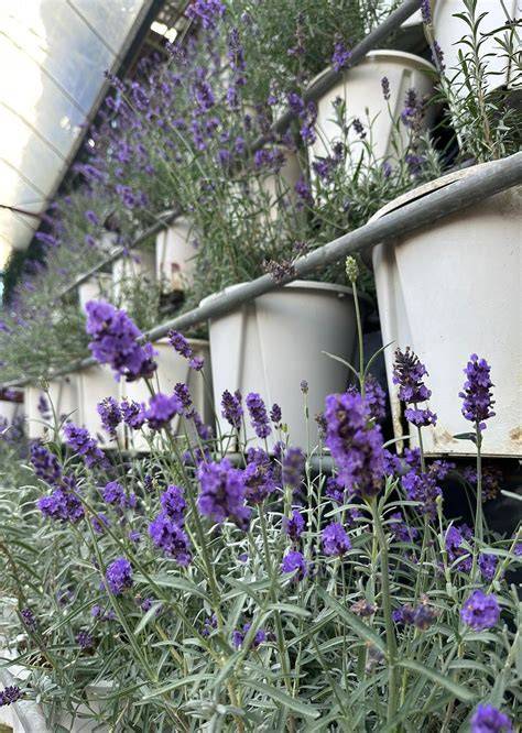 Lavender pengusir ular
