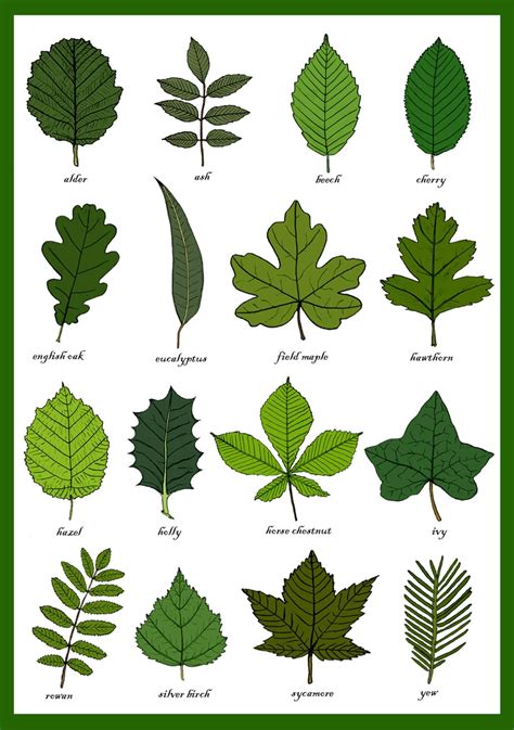Leaf Shapes Chart