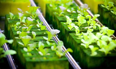 Leafy greens hydroponics