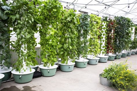 Leafy Greens in Vertical Hydroponics Tower