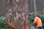 Leaning Tree Cutting Techniques