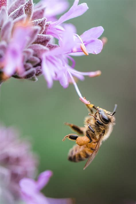 Lebah sebagai Penyerbuk dan Produksi Madu