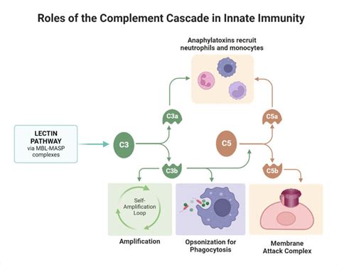 Complement Pathway