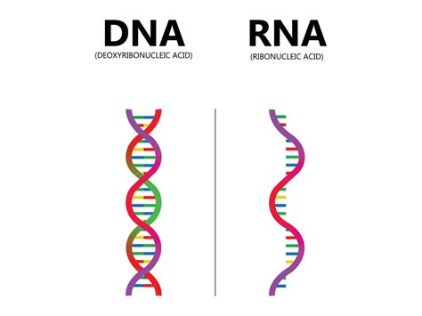 Length comparison DNA vs RNA