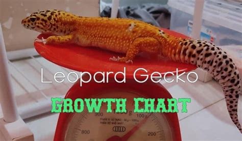 Leopard Gecko Growth Chart