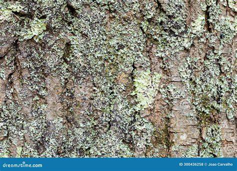 Lichens close up on bark