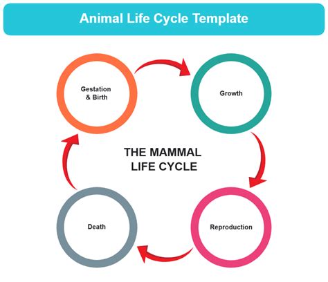 Life Cycle Template