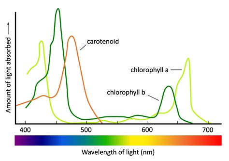 Light absorption spectrum