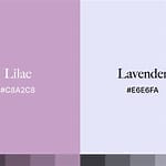 Lilac Dan Lavender