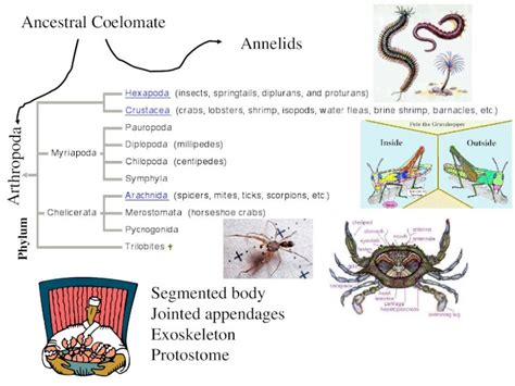 Limbs and Appendages in Protostomes