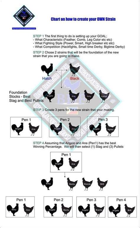 Line Breeding Chickens Chart