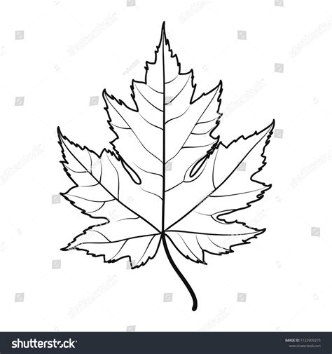 Line Drawing Maple Leaf