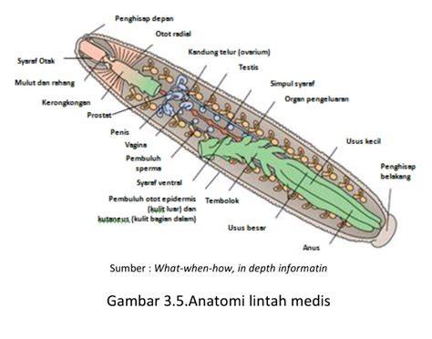 Lintah