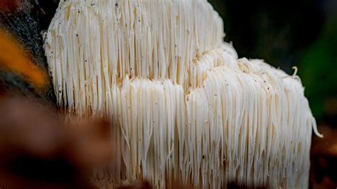 Lion's Mane Mushrooms Harvesting