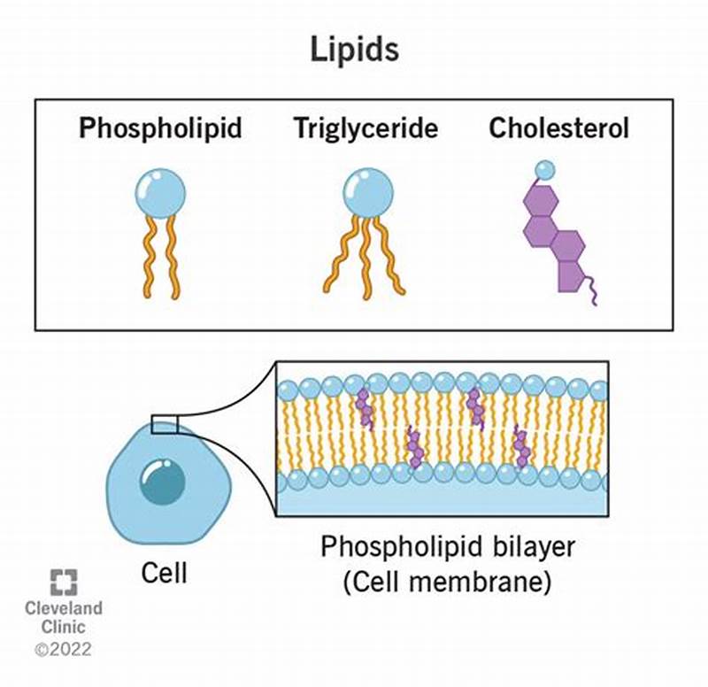Lipids Form Essential Structural Components Of Cells