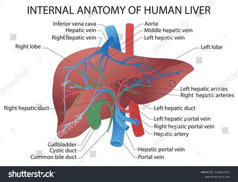 Liver Anatomy
