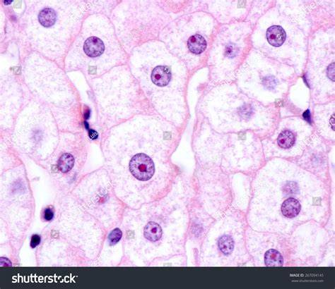 Liver cells under microscope