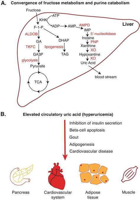 Liver processing fructose