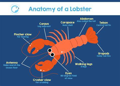 Lobster